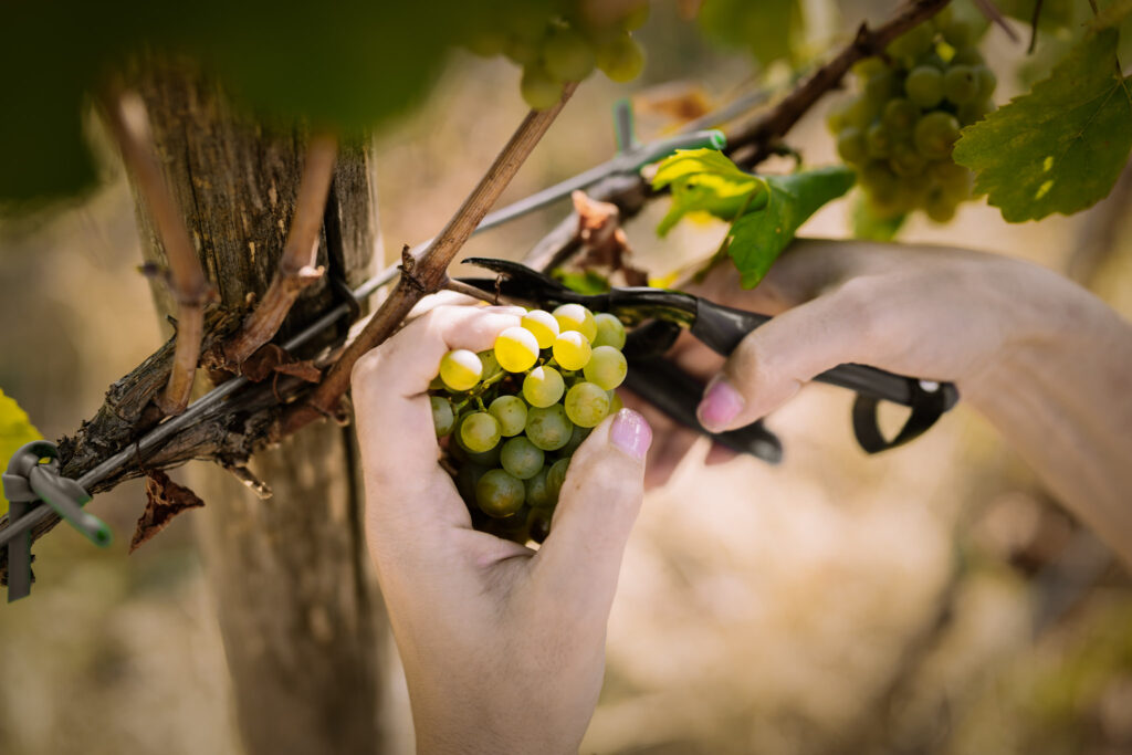 vitivinicola azienda siciliana semantile