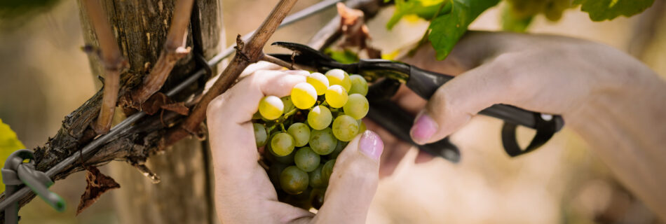 vitivinicola azienda siciliana semantile