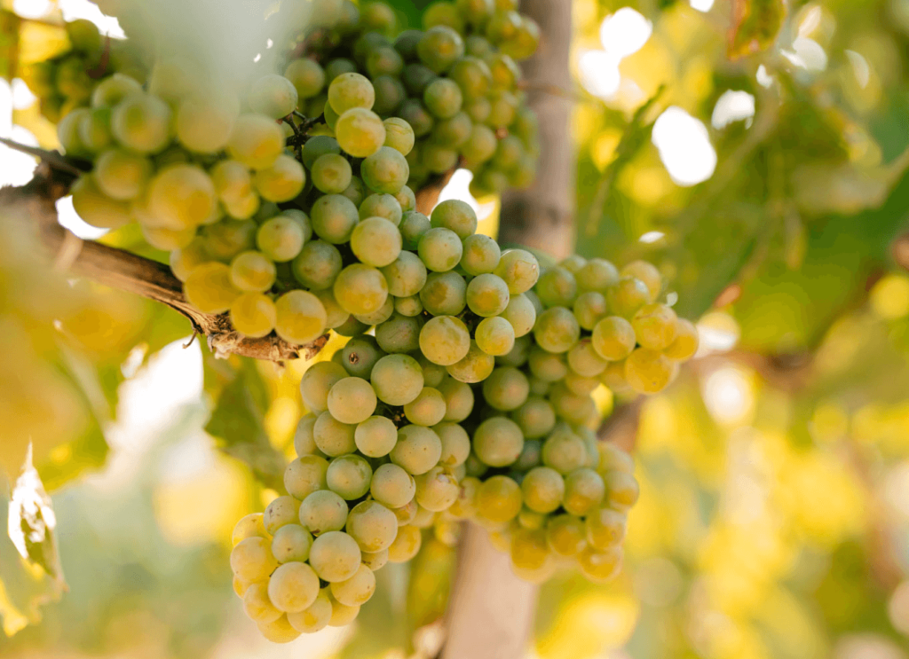 chardonnay di sicilia vino bianco siciliano